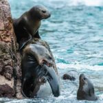 Guided Adventure to Paracas and Huacachina from Lima - The Sum Up: Is This Tour for You?