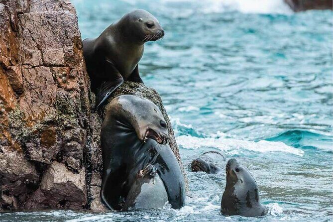 Guided Adventure to Paracas and Huacachina from Lima - The Sum Up: Is This Tour for You?