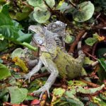 Guided ATV/QUAD Tour of Sint Maarten/St. Martin - FAQ