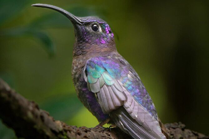 Guided Bird Watching Tour in Monteverde - FAQs