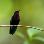 Guided Birdwatching Castries Waterworks Forest Reserve, St Lucia - Detailed Review of the Guided Birdwatching Tour