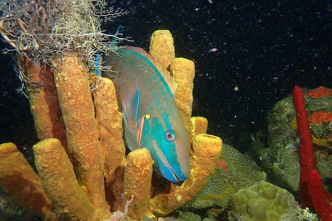 Guided Coral Reef Scuba Tour / 1 tank (Certified Divers Only) - Who Is This Tour Best For?