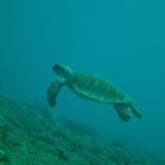 Guided Coral Reef Snorkeling Tour - Exploring the Experience in Detail