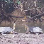 Guided Kayaking Tour to Punta Uva River with Nature and Swimming - A Close Look at What Makes This Tour Special