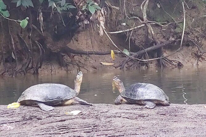 Guided Kayaking Tour to Punta Uva River with Nature and Swimming - A Close Look at What Makes This Tour Special