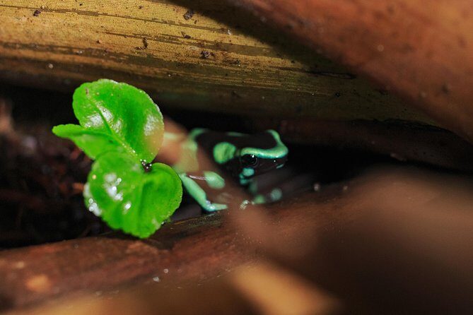Guided Night Hike Arenal Mundo Aventura - Who Should Book This Tour?