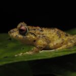 Guided Night Walk in Monteverde - Why Choose the Guided Night Walk?