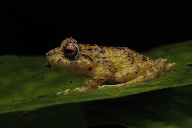 Guided Night Walk in Monteverde - Why Choose the Guided Night Walk?