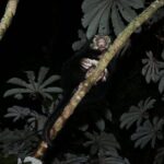 Guided Night Walk & Wildlife Spotting in Monteverde - FAQ: Your Questions About the Monteverde Night Walk