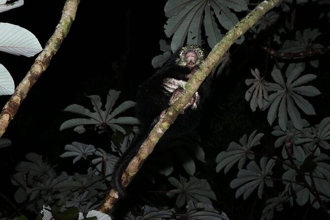 Guided Night Walk & Wildlife Spotting in Monteverde - FAQ: Your Questions About the Monteverde Night Walk