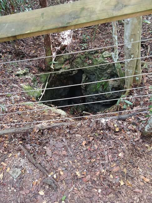 Guided Primeval Nature Walk Tour - Who Will Love This Tour?