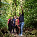 Guided Rainforest Hike on the Jacquot Trail  Castries, St Lucia - The Experience in Detail