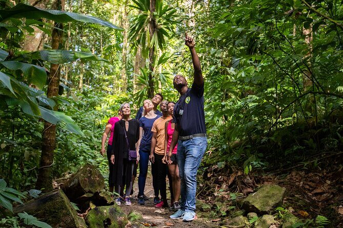 Guided Rainforest Hike on the Jacquot Trail  Castries, St Lucia - The Experience in Detail