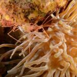 Guided Shore Dive for Certified Divers with Scubaçao (2 tank) - FAQ