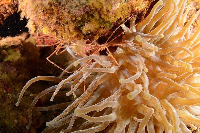 Guided Shore Dive for Certified Divers with Scubaçao (2 tank) - FAQ