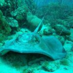 Guided shore dive on one of our house reefs for Certified Divers. - The Experience Through the Eyes of Travelers