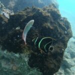 Guided Snorkeling adventure in San Juan - Why This Tour Stands Out