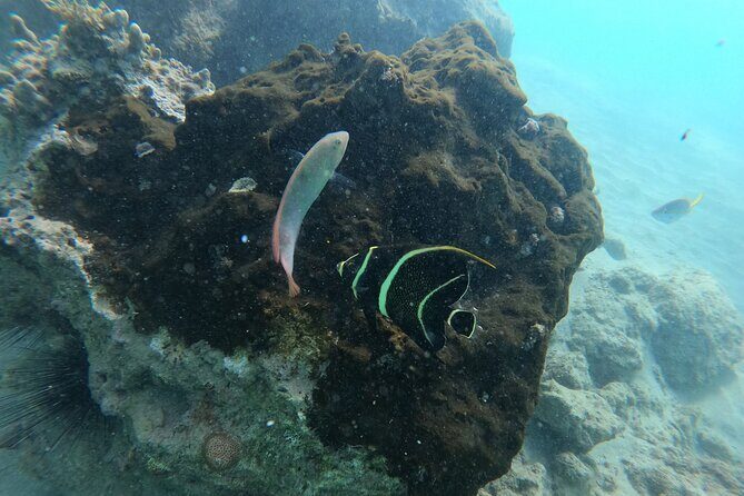 Guided Snorkeling adventure in San Juan - Why This Tour Stands Out