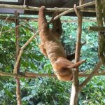 Guided Tour in Sloth Sanctuary and Monkey Island - Who Will Love This Tour?