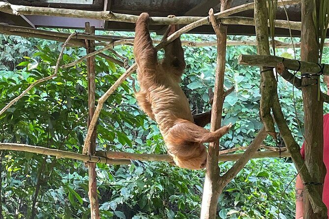 Guided Tour in Sloth Sanctuary and Monkey Island - Who Will Love This Tour?