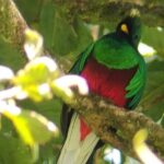 Guided tour in the Curicancha Reserve - Who Is This Tour Best For?