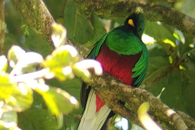 Guided tour in the Curicancha Reserve - Who Is This Tour Best For?