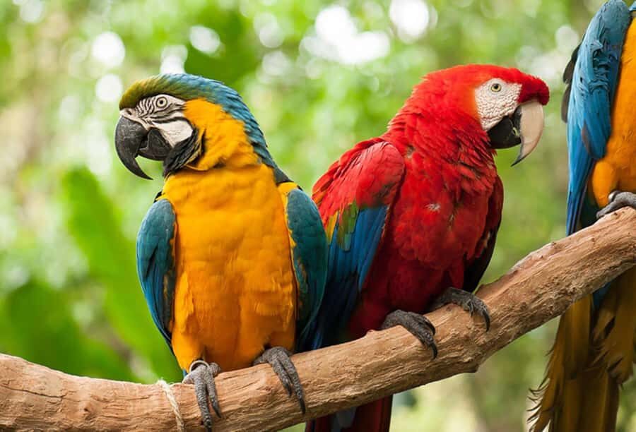 Guided Tour of the Bird Park (VIP) - A Detailed Breakdown of the Bird Park VIP Tour