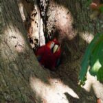 Guided visit to Carara National Park (Ticket included) - Who Should Book This Tour?