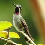 Guided Visit to Manuel Antonio National Park - Why This Tour Works Well