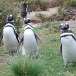 Guided Visit to Punta Tombo for Cruises Includes Snack - Who Should Book This Tour?