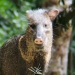 Guided walk Monteverde Biological Reserve-John's Nature Tours- - Who Should Book This Tour?