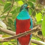 Guided Walk to the Monteverde Cloud Forest Preserve - Why Youll Love It