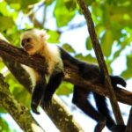 Gumbalimba Park & Tour - Who Should Book This Tour?