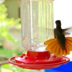 Half-day 3-Course Cocoa Lunch Tour in Trinidad - Final Thoughts: Is the Cocoa Lunch Tour Worth It?