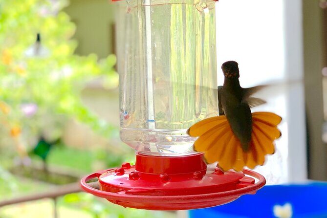 Half-day 3-Course Cocoa Lunch Tour in Trinidad - Final Thoughts: Is the Cocoa Lunch Tour Worth It?