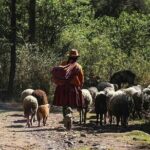 Half day Acclimatization Hike with Llamas and Alpacas in Cusco - The Animal Encounters: Llamas and Alpacas