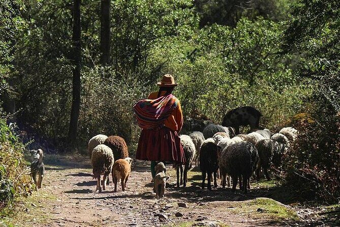 Half day Acclimatization Hike with Llamas and Alpacas in Cusco - The Animal Encounters: Llamas and Alpacas