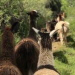Half Day Andean Llama Trek in the Sacred Valley - Authenticity and Community Impact