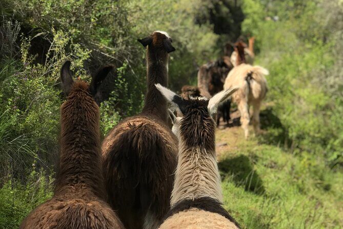 Half Day Andean Llama Trek in the Sacred Valley - Authenticity and Community Impact