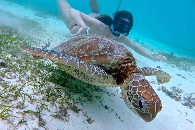Half-Day at Green Cay Bahamas Snorkeling with Turtles - Who Will Love This Tour?