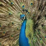 Half-Day Barbados Caves and Critters Tour with Pick Up - Frequently Asked Questions