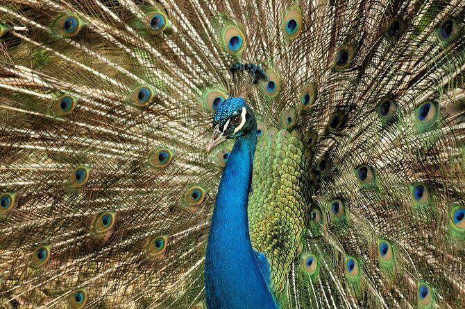 Half-Day Barbados Caves and Critters Tour with Pick Up - Frequently Asked Questions