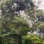 Half-Day / Canoe and Hike in to Tortuguero National Park - Who Will Love This Tour?