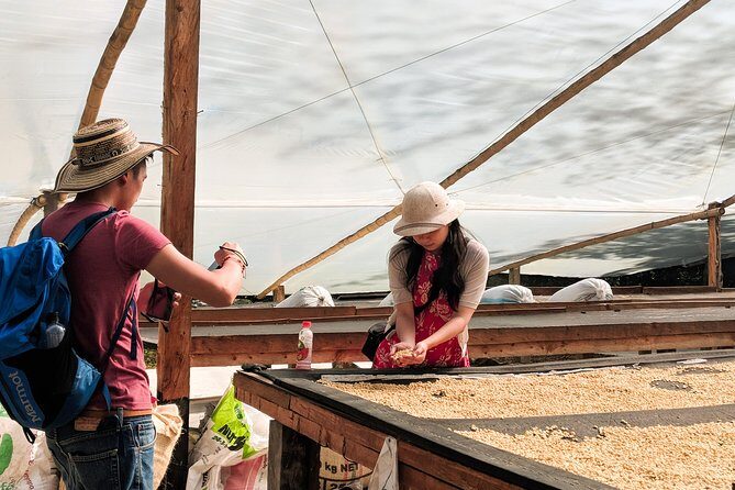 Half-Day Coffee Tour: From the Seed to the Cup, Farm & roastery - What Makes This Tour Stand Out?