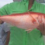 Half day Deep sea/light tackle fishing charters - FAQ