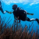 Half Day Diving adventure with Transportation Included - Detailed Itinerary Breakdown