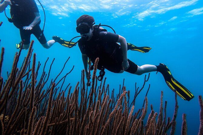 Half Day Diving adventure with Transportation Included - Detailed Itinerary Breakdown