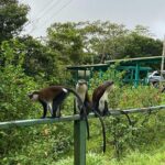 Half Day Grenada Seven Sisters, Grand Etang Nature Center Hiking Tour - Why This Tour Offers Great Value
