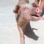 Half-Day Guided Boat Tour of Nassau Harbour and Rose Island - Exploring Nassau Harbour and Rose Island: A detailed review