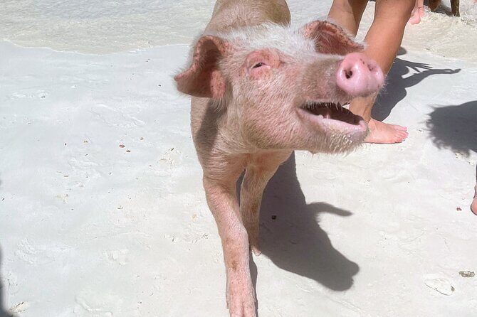 Half-Day Guided Boat Tour of Nassau Harbour and Rose Island - Exploring Nassau Harbour and Rose Island: A detailed review